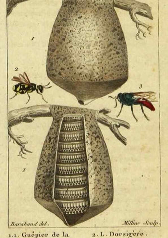 Reproducción/Reproduction 48793126982: Histoire naturelle des insectes, composée d'après Réamur, Geoffroy, Degéer, Roesel, Linné, Fabricius, et les meilleurs ouvrages qui ont paru sur cette partie;. Paris,Roret,1828.. 