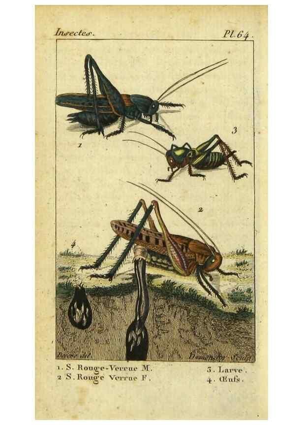 Reproducción/Reproduction 48793099282: Histoire naturelle des insectes, composée d'après Réamur, Geoffroy, Degéer, Roesel, Linné, Fabricius, et les meilleurs ouvrages qui ont paru sur cette partie;. Paris,Roret,1828.. 