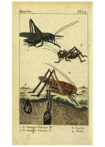 Reproducción/Reproduction 48793099282: Histoire naturelle des insectes, composée d'après Réamur, Geoffroy, Degéer, Roesel, Linné, Fabricius, et les meilleurs ouvrages qui ont paru sur cette partie;. Paris,Roret,1828.. 