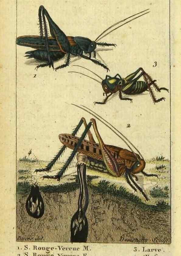 Reproducción/Reproduction 48793099282: Histoire naturelle des insectes, composée d'après Réamur, Geoffroy, Degéer, Roesel, Linné, Fabricius, et les meilleurs ouvrages qui ont paru sur cette partie;. Paris,Roret,1828.. 