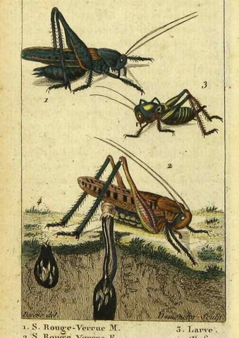 Reproducción/Reproduction 48793099282: Histoire naturelle des insectes, composée d'après Réamur, Geoffroy, Degéer, Roesel, Linné, Fabricius, et les meilleurs ouvrages qui ont paru sur cette partie;. Paris,Roret,1828.. 