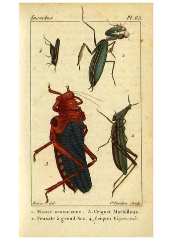 Reproducción/Reproduction 48793099517: Histoire naturelle des insectes, composée d'après Réamur, Geoffroy, Degéer, Roesel, Linné, Fabricius, et les meilleurs ouvrages qui ont paru sur cette partie;. Paris,Roret,1828.. 