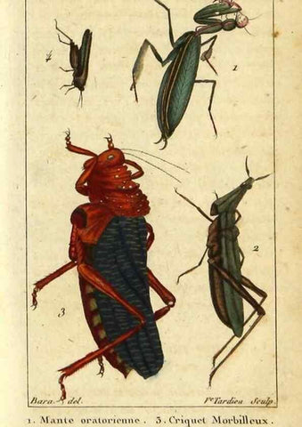 Reproducción/Reproduction 48793099517: Histoire naturelle des insectes, composée d'après Réamur, Geoffroy, Degéer, Roesel, Linné, Fabricius, et les meilleurs ouvrages qui ont paru sur cette partie;. Paris,Roret,1828.. 