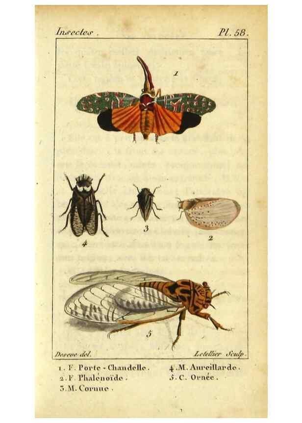 Reproducción/Reproduction 48792591758: Histoire naturelle des insectes, composée d'après Réamur, Geoffroy, Degéer, Roesel, Linné, Fabricius, et les meilleurs ouvrages qui ont paru sur cette partie;. Paris,Roret,1828.. 