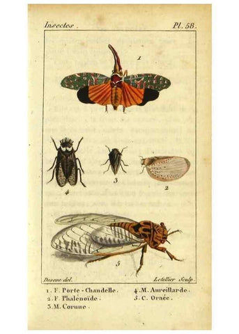 Reproducción/Reproduction 48792591758: Histoire naturelle des insectes, composée d'après Réamur, Geoffroy, Degéer, Roesel, Linné, Fabricius, et les meilleurs ouvrages qui ont paru sur cette partie;. Paris,Roret,1828.. 