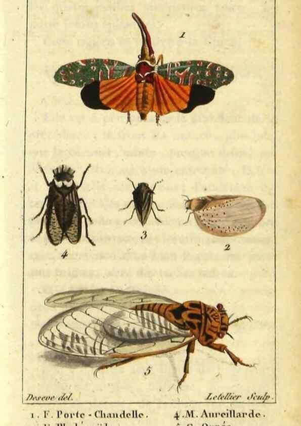 Reproducción/Reproduction 48792591758: Histoire naturelle des insectes, composée d'après Réamur, Geoffroy, Degéer, Roesel, Linné, Fabricius, et les meilleurs ouvrages qui ont paru sur cette partie;. Paris,Roret,1828.. 
