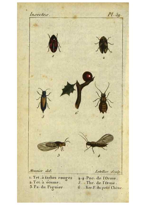 Reproducción/Reproduction 48793099907: Histoire naturelle des insectes, composée d'après Réamur, Geoffroy, Degéer, Roesel, Linné, Fabricius, et les meilleurs ouvrages qui ont paru sur cette partie;. Paris,Roret,1828.. 