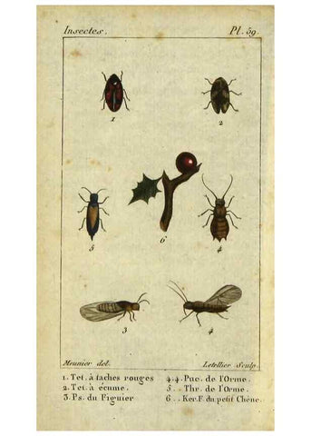 Reproducción/Reproduction 48793099907: Histoire naturelle des insectes, composée d'après Réamur, Geoffroy, Degéer, Roesel, Linné, Fabricius, et les meilleurs ouvrages qui ont paru sur cette partie;. Paris,Roret,1828.. 