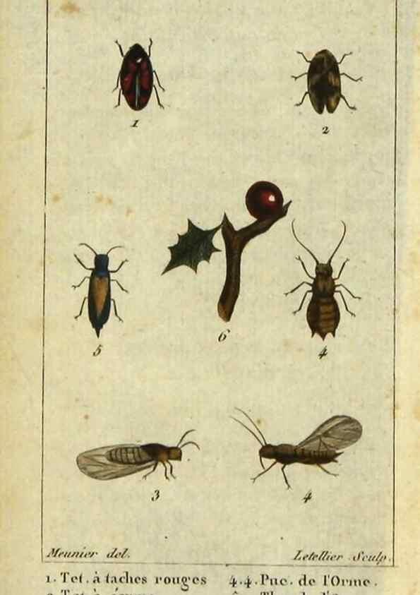 Reproducción/Reproduction 48793099907: Histoire naturelle des insectes, composée d'après Réamur, Geoffroy, Degéer, Roesel, Linné, Fabricius, et les meilleurs ouvrages qui ont paru sur cette partie;. Paris,Roret,1828.. 