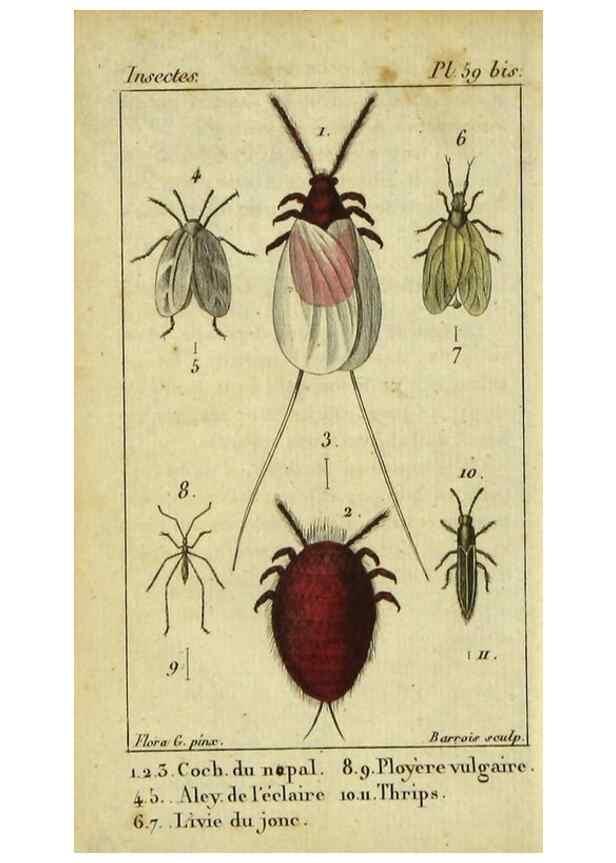 Reproducción/Reproduction 48793100107: Histoire naturelle des insectes, composée d'après Réamur, Geoffroy, Degéer, Roesel, Linné, Fabricius, et les meilleurs ouvrages qui ont paru sur cette partie;. Paris,Roret,1828.. 