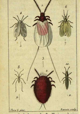 Reproducción/Reproduction 48793100107: Histoire naturelle des insectes, composée d'après Réamur, Geoffroy, Degéer, Roesel, Linné, Fabricius, et les meilleurs ouvrages qui ont paru sur cette partie;. Paris,Roret,1828.. 