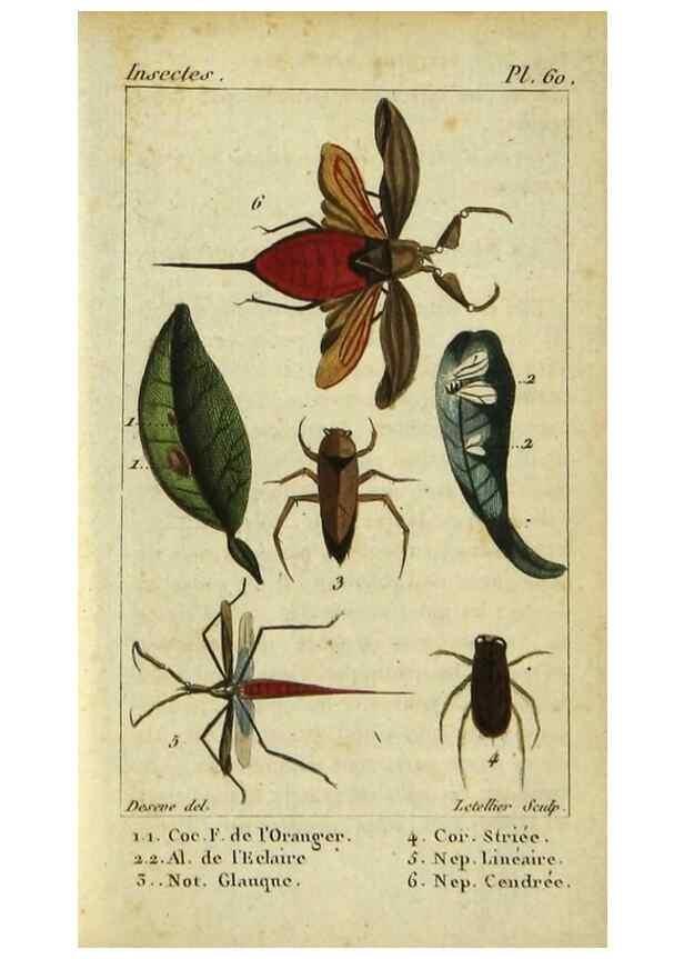 Reproducción/Reproduction 48792592418: Histoire naturelle des insectes, composée d'après Réamur, Geoffroy, Degéer, Roesel, Linné, Fabricius, et les meilleurs ouvrages qui ont paru sur cette partie;. Paris,Roret,1828.. 