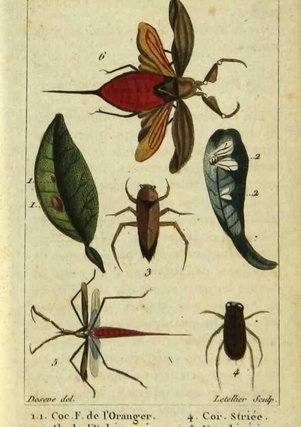 Reproducción/Reproduction 48792592418: Histoire naturelle des insectes, composée d'après Réamur, Geoffroy, Degéer, Roesel, Linné, Fabricius, et les meilleurs ouvrages qui ont paru sur cette partie;. Paris,Roret,1828.. 