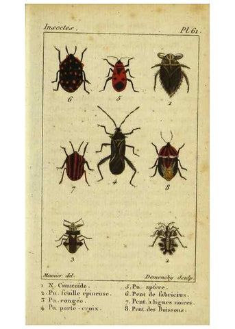 Reproducción/Reproduction 48792592638: Histoire naturelle des insectes, composée d'après Réamur, Geoffroy, Degéer, Roesel, Linné, Fabricius, et les meilleurs ouvrages qui ont paru sur cette partie;. Paris,Roret,1828.. 