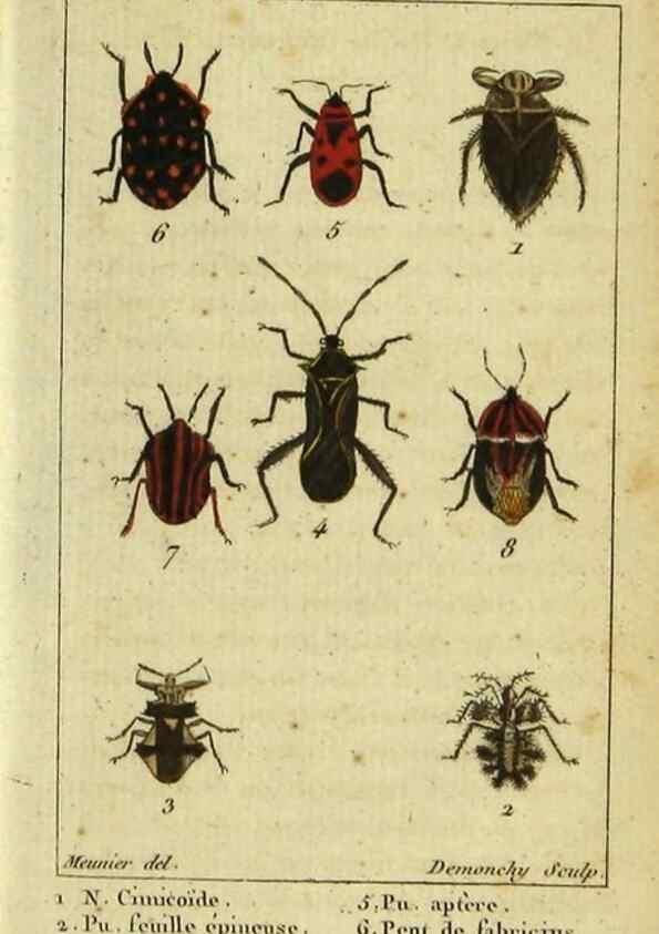 Reproducción/Reproduction 48792592638: Histoire naturelle des insectes, composée d'après Réamur, Geoffroy, Degéer, Roesel, Linné, Fabricius, et les meilleurs ouvrages qui ont paru sur cette partie;. Paris,Roret,1828.. 