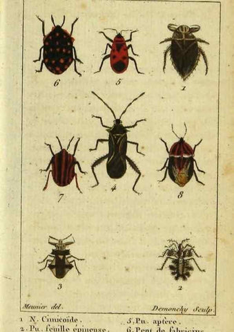 Reproducción/Reproduction 48792592638: Histoire naturelle des insectes, composée d'après Réamur, Geoffroy, Degéer, Roesel, Linné, Fabricius, et les meilleurs ouvrages qui ont paru sur cette partie;. Paris,Roret,1828.. 