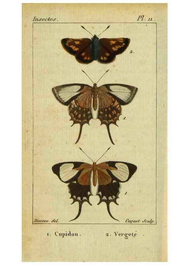 Reproducción/Reproduction 48793106471: Histoire naturelle des insectes, composée d'après Réamur, Geoffroy, Degéer, Roesel, Linné, Fabricius, et les meilleurs ouvrages qui ont paru sur cette partie;. Paris,Roret,1828.. 