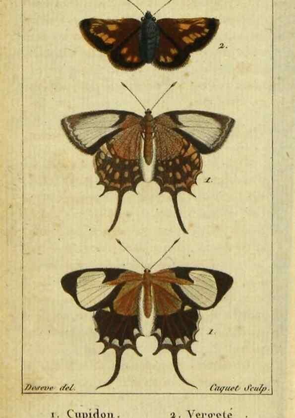 Reproducción/Reproduction 48793106471: Histoire naturelle des insectes, composée d'après Réamur, Geoffroy, Degéer, Roesel, Linné, Fabricius, et les meilleurs ouvrages qui ont paru sur cette partie;. Paris,Roret,1828.. 