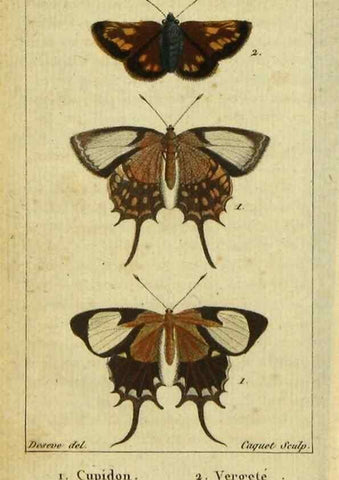 Reproducción/Reproduction 48793106471: Histoire naturelle des insectes, composée d'après Réamur, Geoffroy, Degéer, Roesel, Linné, Fabricius, et les meilleurs ouvrages qui ont paru sur cette partie;. Paris,Roret,1828.. 