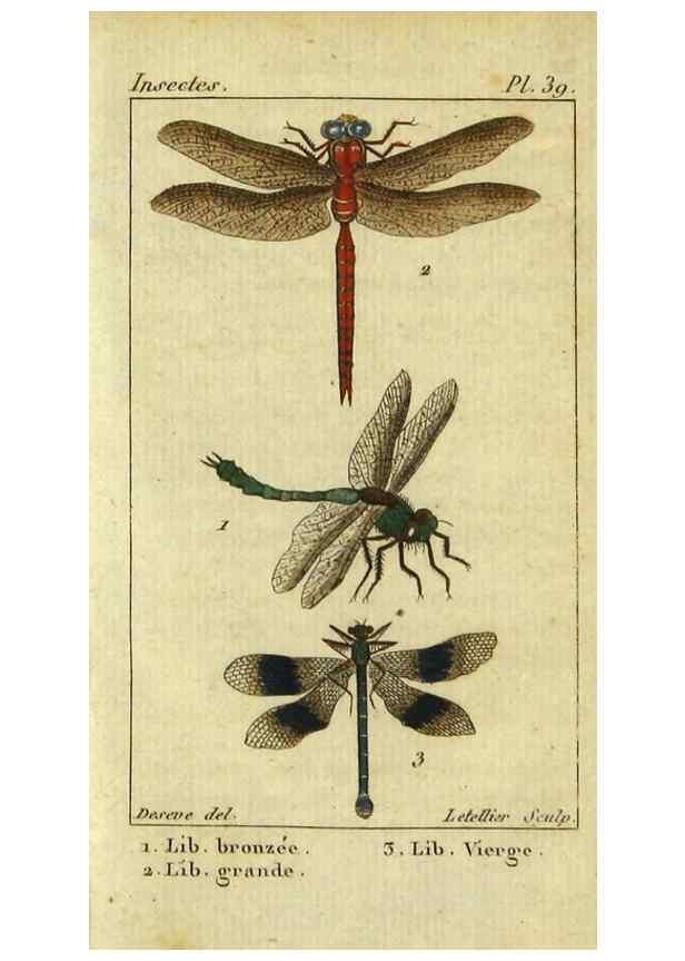 Reproducción/Reproduction 48792982806: Histoire naturelle des insectes, composée d'après Réamur, Geoffroy, Degéer, Roesel, Linné, Fabricius, et les meilleurs ouvrages qui ont paru sur cette partie;. Paris,Roret,1828.. 