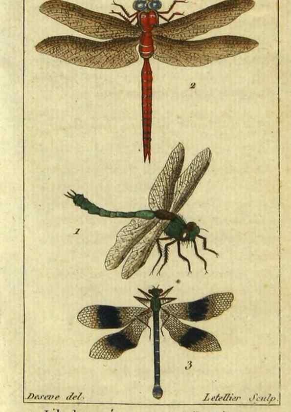 Reproducción/Reproduction 48792982806: Histoire naturelle des insectes, composée d'après Réamur, Geoffroy, Degéer, Roesel, Linné, Fabricius, et les meilleurs ouvrages qui ont paru sur cette partie;. Paris,Roret,1828.. 