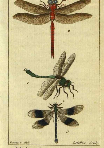 Reproducción/Reproduction 48792982806: Histoire naturelle des insectes, composée d'après Réamur, Geoffroy, Degéer, Roesel, Linné, Fabricius, et les meilleurs ouvrages qui ont paru sur cette partie;. Paris,Roret,1828.. 