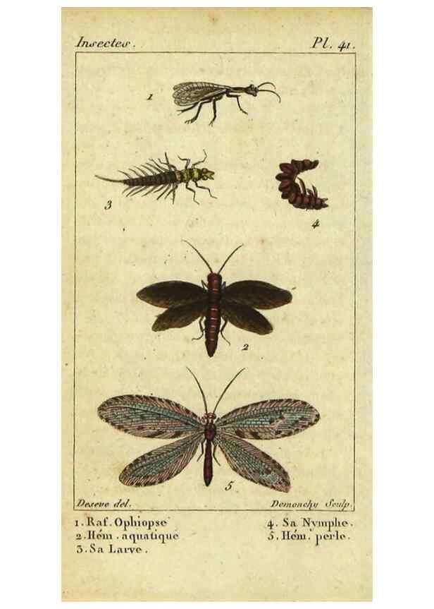 Reproducción/Reproduction 48793125102: Histoire naturelle des insectes, composée d'après Réamur, Geoffroy, Degéer, Roesel, Linné, Fabricius, et les meilleurs ouvrages qui ont paru sur cette partie;. Paris,Roret,1828.. 