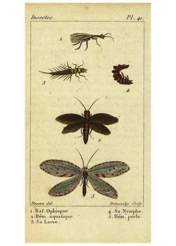 Reproducción/Reproduction 48793125102: Histoire naturelle des insectes, composée d'après Réamur, Geoffroy, Degéer, Roesel, Linné, Fabricius, et les meilleurs ouvrages qui ont paru sur cette partie;. Paris,Roret,1828.. 
