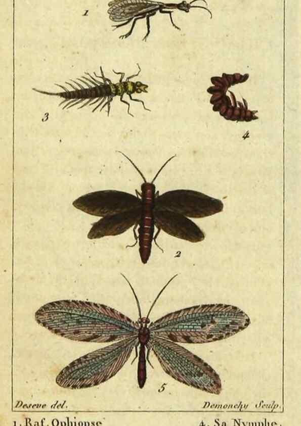 Reproducción/Reproduction 48793125102: Histoire naturelle des insectes, composée d'après Réamur, Geoffroy, Degéer, Roesel, Linné, Fabricius, et les meilleurs ouvrages qui ont paru sur cette partie;. Paris,Roret,1828.. 