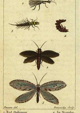 Reproducción/Reproduction 48793125102: Histoire naturelle des insectes, composée d'après Réamur, Geoffroy, Degéer, Roesel, Linné, Fabricius, et les meilleurs ouvrages qui ont paru sur cette partie;. Paris,Roret,1828.. 