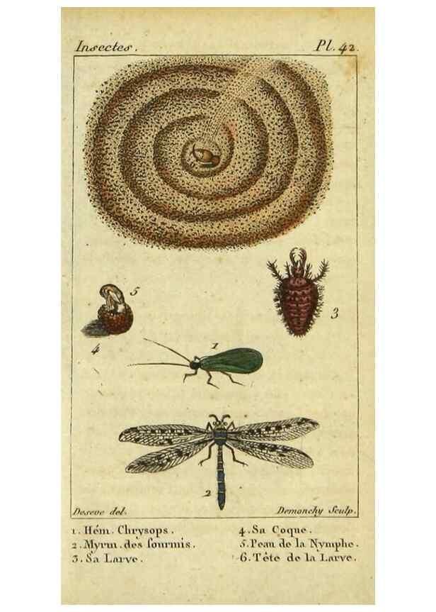 Reproducción/Reproduction 48793125392: Histoire naturelle des insectes, composée d'après Réamur, Geoffroy, Degéer, Roesel, Linné, Fabricius, et les meilleurs ouvrages qui ont paru sur cette partie;. Paris,Roret,1828.. 