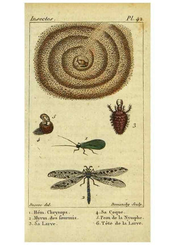 Reproducción/Reproduction 48793125392: Histoire naturelle des insectes, composée d'après Réamur, Geoffroy, Degéer, Roesel, Linné, Fabricius, et les meilleurs ouvrages qui ont paru sur cette partie;. Paris,Roret,1828.. 