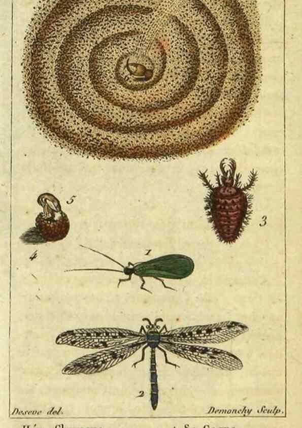 Reproducción/Reproduction 48793125392: Histoire naturelle des insectes, composée d'après Réamur, Geoffroy, Degéer, Roesel, Linné, Fabricius, et les meilleurs ouvrages qui ont paru sur cette partie;. Paris,Roret,1828.. 