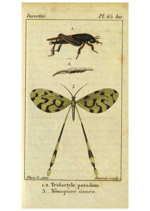 Reproducción/Reproduction 48792618308: Histoire naturelle des insectes, composée d'après Réamur, Geoffroy, Degéer, Roesel, Linné, Fabricius, et les meilleurs ouvrages qui ont paru sur cette partie;. Paris,Roret,1828.. 