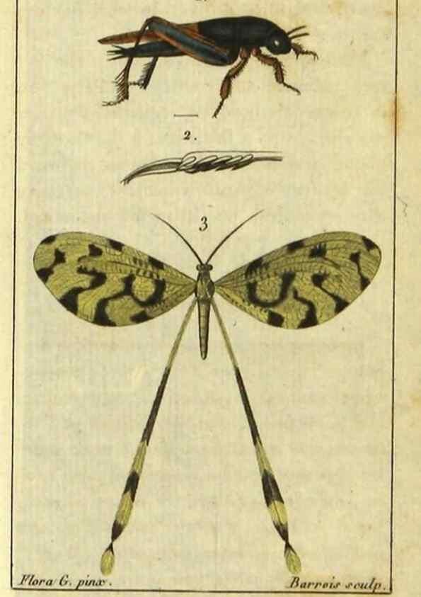 Reproducción/Reproduction 48792618308: Histoire naturelle des insectes, composée d'après Réamur, Geoffroy, Degéer, Roesel, Linné, Fabricius, et les meilleurs ouvrages qui ont paru sur cette partie;. Paris,Roret,1828.. 