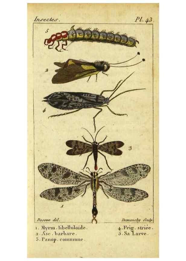 Reproducción/Reproduction 48793125832: Histoire naturelle des insectes, composée d'après Réamur, Geoffroy, Degéer, Roesel, Linné, Fabricius, et les meilleurs ouvrages qui ont paru sur cette partie;. Paris,Roret,1828.. 