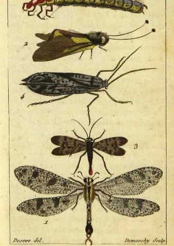 Reproducción/Reproduction 48793125832: Histoire naturelle des insectes, composée d'après Réamur, Geoffroy, Degéer, Roesel, Linné, Fabricius, et les meilleurs ouvrages qui ont paru sur cette partie;. Paris,Roret,1828.. 