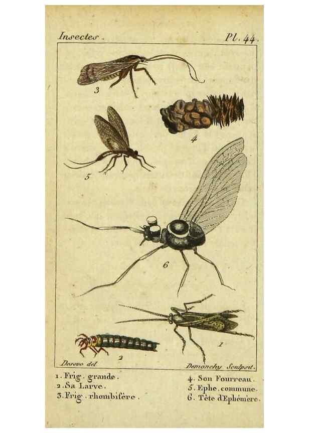 Reproducción/Reproduction 48793126097: Histoire naturelle des insectes, composée d'après Réamur, Geoffroy, Degéer, Roesel, Linné, Fabricius, et les meilleurs ouvrages qui ont paru sur cette partie;. Paris,Roret,1828.. 