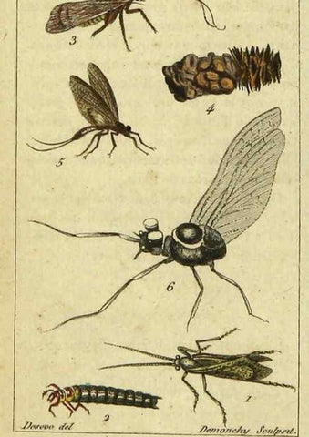 Reproducción/Reproduction 48793126097: Histoire naturelle des insectes, composée d'après Réamur, Geoffroy, Degéer, Roesel, Linné, Fabricius, et les meilleurs ouvrages qui ont paru sur cette partie;. Paris,Roret,1828.. 
