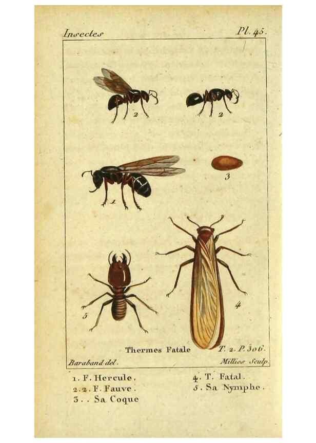 Reproducción/Reproduction 48792619008: Histoire naturelle des insectes, composée d'après Réamur, Geoffroy, Degéer, Roesel, Linné, Fabricius, et les meilleurs ouvrages qui ont paru sur cette partie;. Paris,Roret,1828.. 