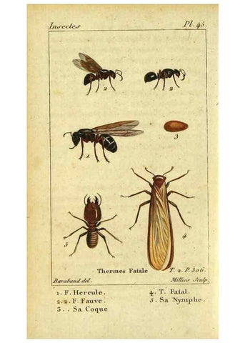 Reproducción/Reproduction 48792619008: Histoire naturelle des insectes, composée d'après Réamur, Geoffroy, Degéer, Roesel, Linné, Fabricius, et les meilleurs ouvrages qui ont paru sur cette partie;. Paris,Roret,1828.. 
