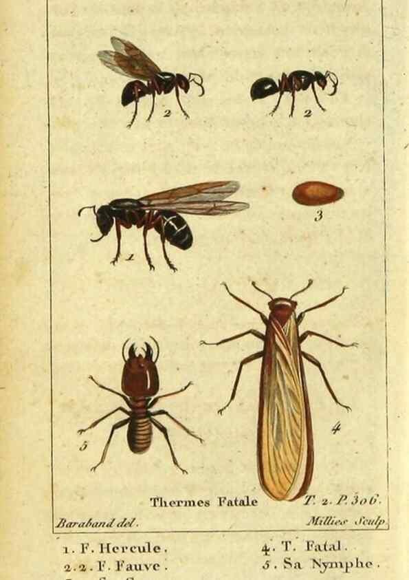 Reproducción/Reproduction 48792619008: Histoire naturelle des insectes, composée d'après Réamur, Geoffroy, Degéer, Roesel, Linné, Fabricius, et les meilleurs ouvrages qui ont paru sur cette partie;. Paris,Roret,1828.. 