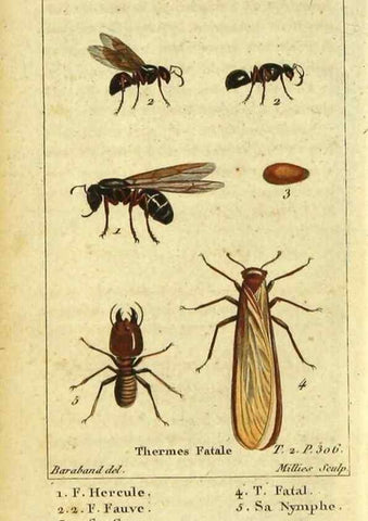Reproducción/Reproduction 48792619008: Histoire naturelle des insectes, composée d'après Réamur, Geoffroy, Degéer, Roesel, Linné, Fabricius, et les meilleurs ouvrages qui ont paru sur cette partie;. Paris,Roret,1828.. 