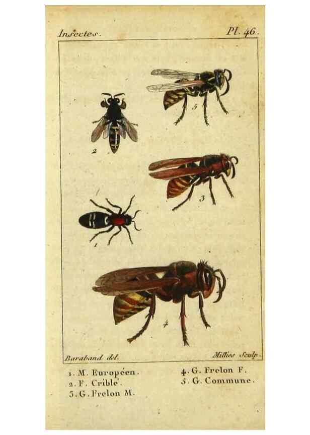 Reproducción/Reproduction 48792984536: Histoire naturelle des insectes, composée d'après Réamur, Geoffroy, Degéer, Roesel, Linné, Fabricius, et les meilleurs ouvrages qui ont paru sur cette partie;. Paris,Roret,1828.. 
