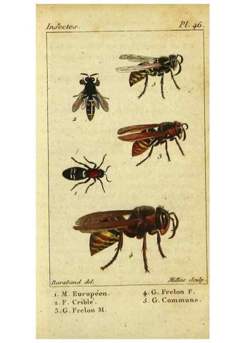 Reproducción/Reproduction 48792984536: Histoire naturelle des insectes, composée d'après Réamur, Geoffroy, Degéer, Roesel, Linné, Fabricius, et les meilleurs ouvrages qui ont paru sur cette partie;. Paris,Roret,1828.. 