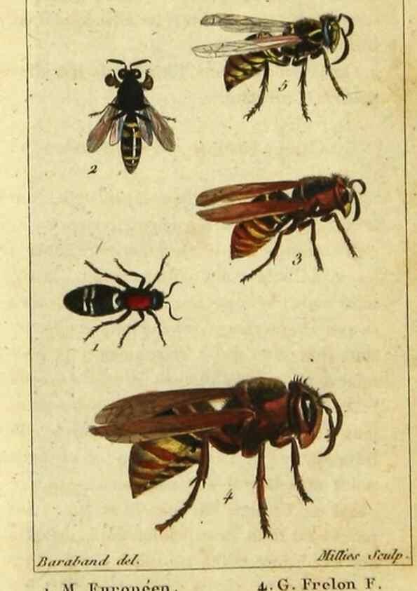 Reproducción/Reproduction 48792984536: Histoire naturelle des insectes, composée d'après Réamur, Geoffroy, Degéer, Roesel, Linné, Fabricius, et les meilleurs ouvrages qui ont paru sur cette partie;. Paris,Roret,1828.. 