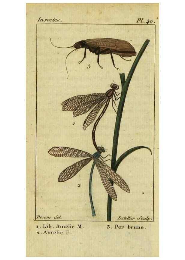 Reproducción/Reproduction 48793124852: Histoire naturelle des insectes, composée d'après Réamur, Geoffroy, Degéer, Roesel, Linné, Fabricius, et les meilleurs ouvrages qui ont paru sur cette partie;. Paris,Roret,1828.. 