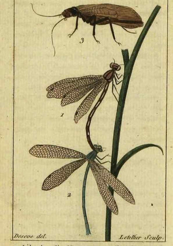 Reproducción/Reproduction 48793124852: Histoire naturelle des insectes, composée d'après Réamur, Geoffroy, Degéer, Roesel, Linné, Fabricius, et les meilleurs ouvrages qui ont paru sur cette partie;. Paris,Roret,1828.. 