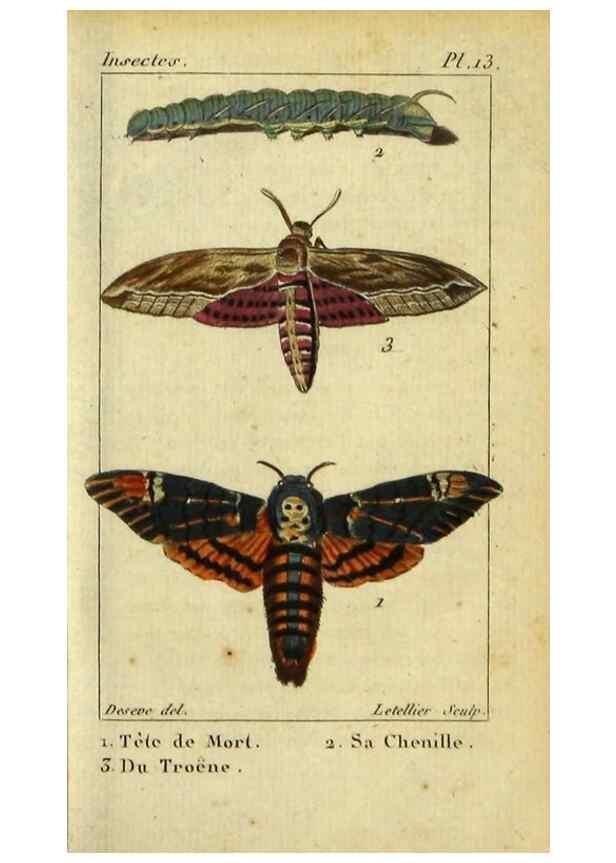 Reproducción/Reproduction 48793106746: Histoire naturelle des insectes, composée d'après Réamur, Geoffroy, Degéer, Roesel, Linné, Fabricius, et les meilleurs ouvrages qui ont paru sur cette partie;. Paris,Roret,1828.. 