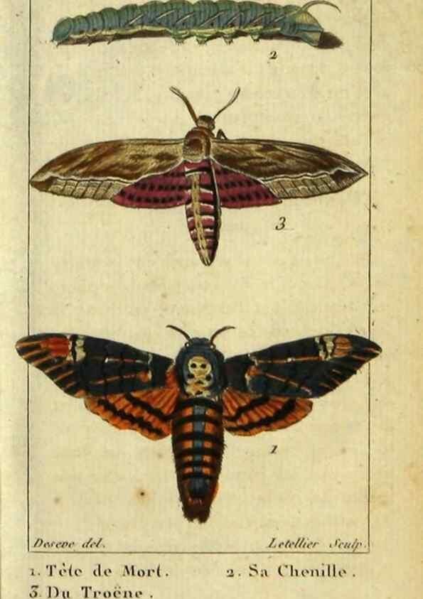 Reproducción/Reproduction 48793106746: Histoire naturelle des insectes, composée d'après Réamur, Geoffroy, Degéer, Roesel, Linné, Fabricius, et les meilleurs ouvrages qui ont paru sur cette partie;. Paris,Roret,1828.. 